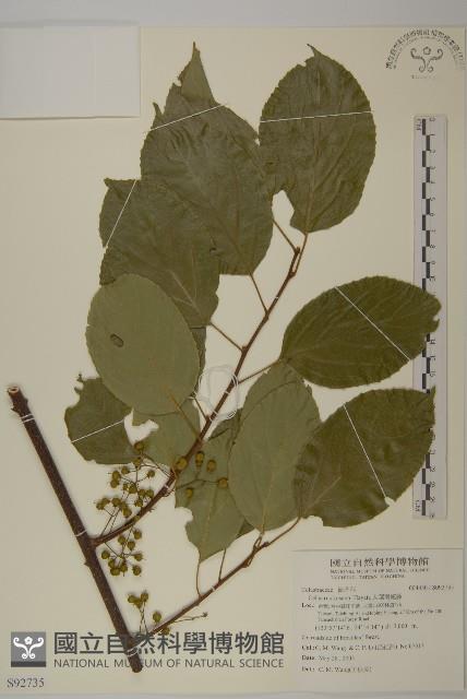 大葉南蛇藤藏品圖，第1張