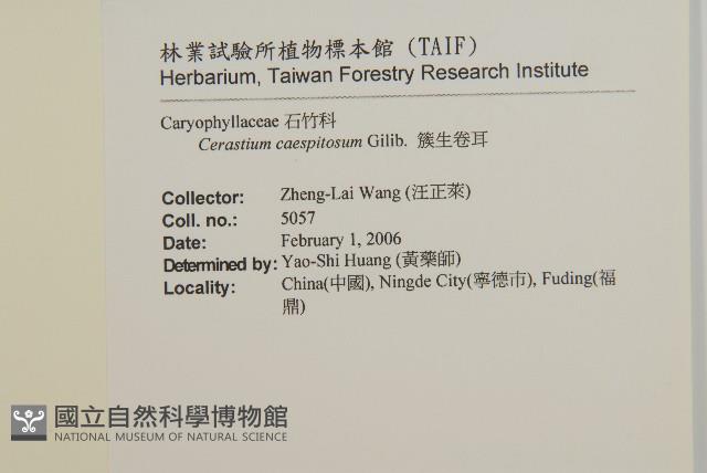 簇生卷耳藏品圖，第2張