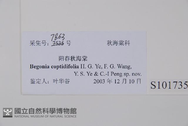 陽春秋海棠藏品圖，第2張
