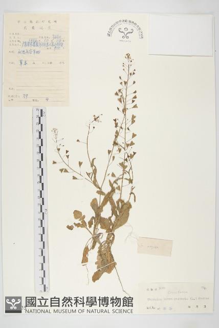 薺藏品圖，第1張