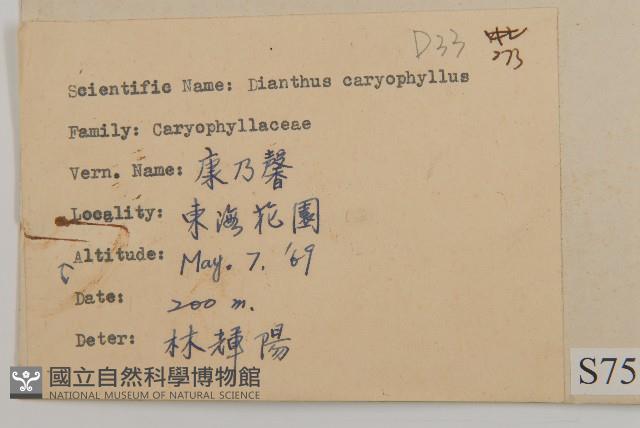 康乃馨、荷蘭瞿麥、紅茂草、香剪絨花藏品圖，第2張