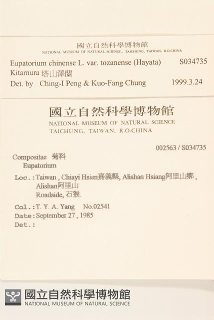 塔山澤蘭藏品圖，第2張