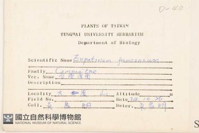 臺灣澤蘭藏品圖，第2張