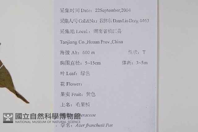 毛果槭藏品圖，第2張