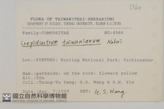 臺灣假黃鵪菜藏品圖，第2張