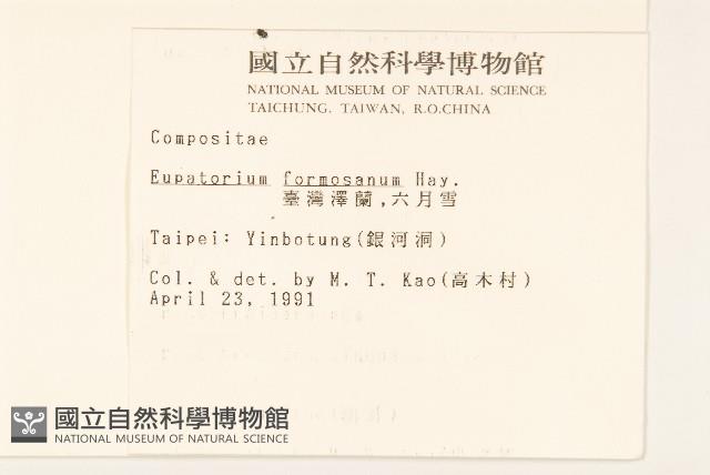 臺灣澤蘭藏品圖，第2張