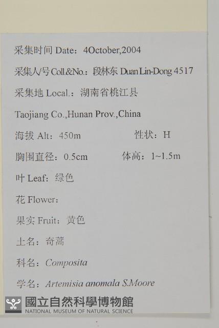 珍珠蒿、奇蒿藏品圖，第2張