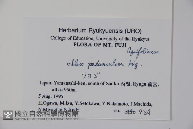 刻脈冬青藏品圖，第2張