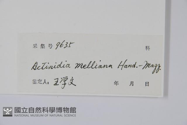 美麗獼猴桃藏品圖，第2張