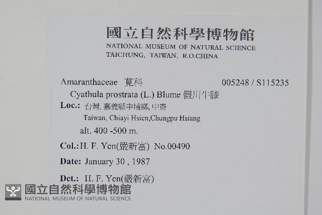 假川牛膝藏品圖，第2張