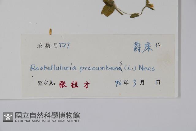 爵床、六角英藏品圖，第2張