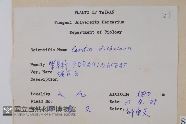 破布子藏品圖，第2張