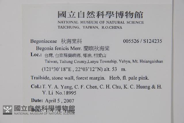 蘭嶼秋海棠藏品圖，第2張