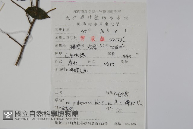 密毛假黃楊藏品圖，第2張