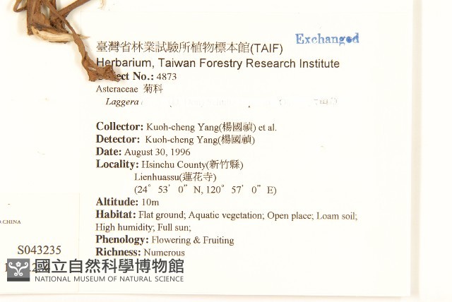 翼莖闊苞菊藏品圖，第2張