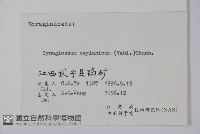 琉璃草藏品圖，第2張