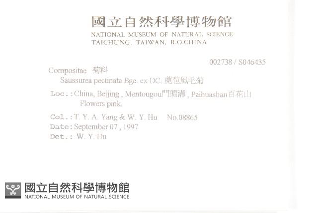 蓖苞風毛菊藏品圖，第2張