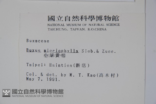 姬黃楊藏品圖，第2張