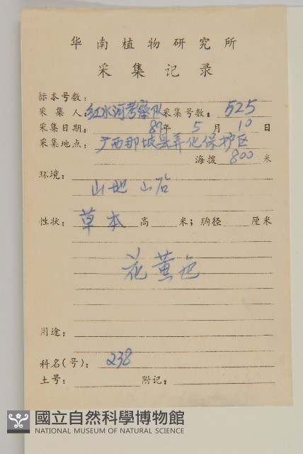 白花鬼針藏品圖，第2張