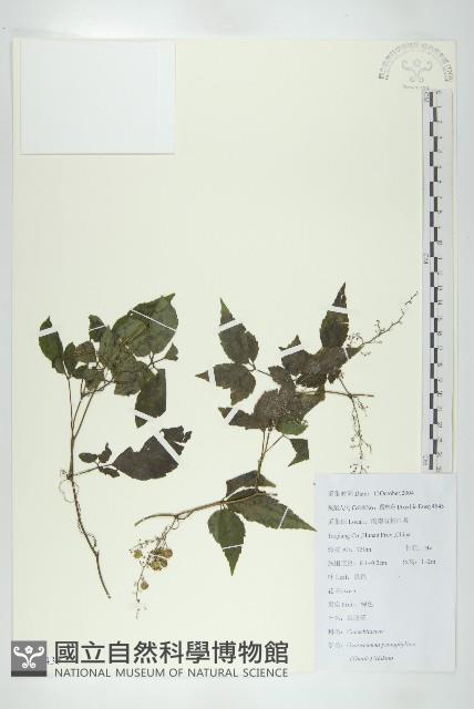 絞股藍藏品圖，第1張