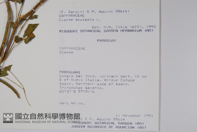 登錄號:S051435藏品圖，第2張
