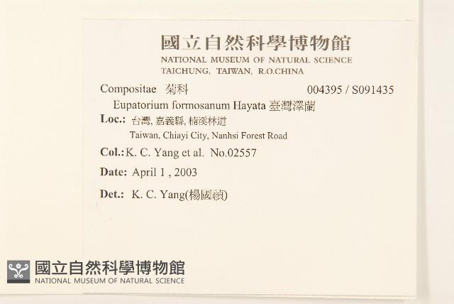 臺灣澤蘭藏品圖，第2張