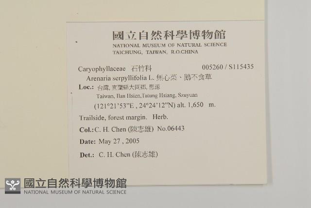 無心菜、鵝不食草藏品圖，第2張