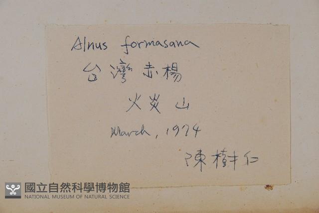 臺灣赤楊、臺灣榿木藏品圖，第2張