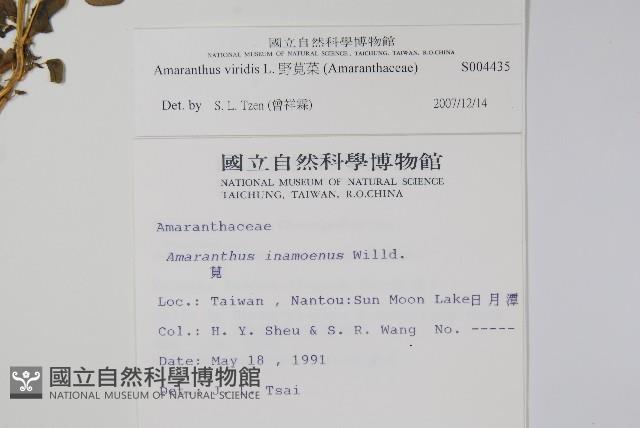 野莧菜藏品圖，第2張