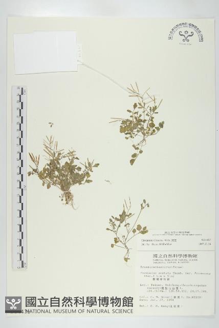 焊菜藏品圖，第1張