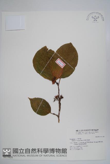 恆春厚殼樹藏品圖，第1張
