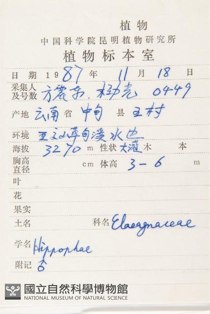 雲南沙棘藏品圖，第2張