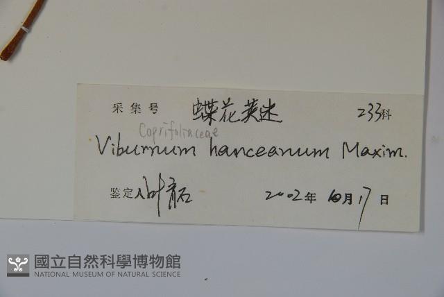 蝶花莢迷藏品圖，第2張