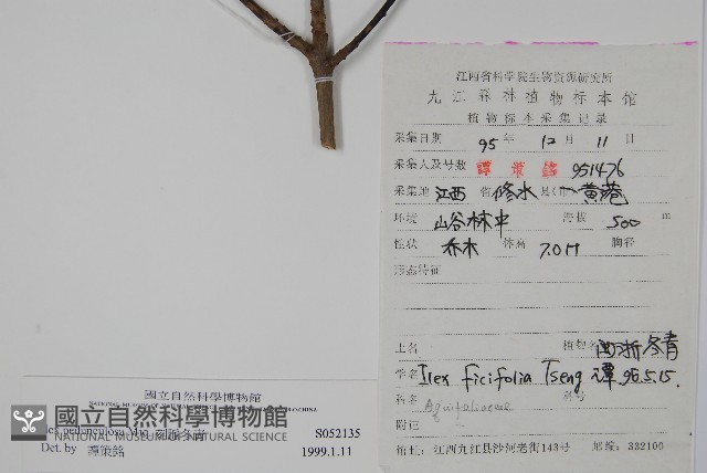 刻脈冬青藏品圖，第2張