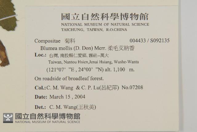 柔毛艾納香藏品圖，第2張