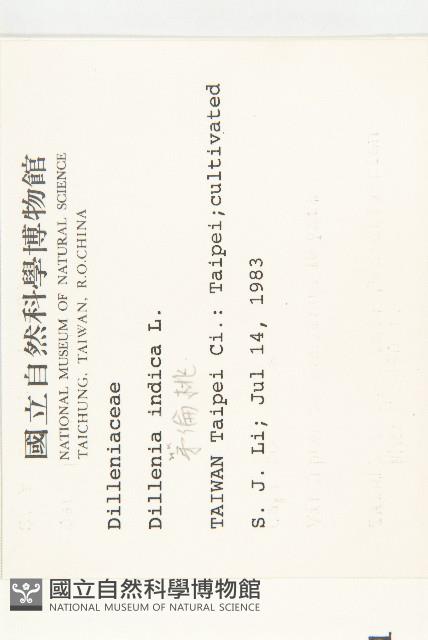 第倫桃藏品圖，第2張