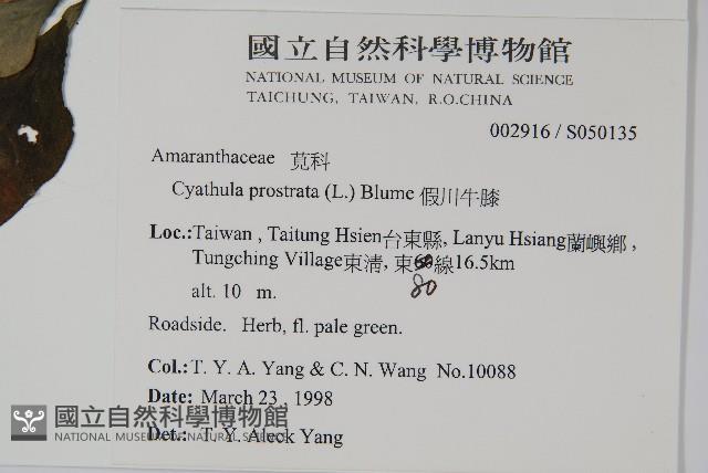 假川牛膝藏品圖，第2張