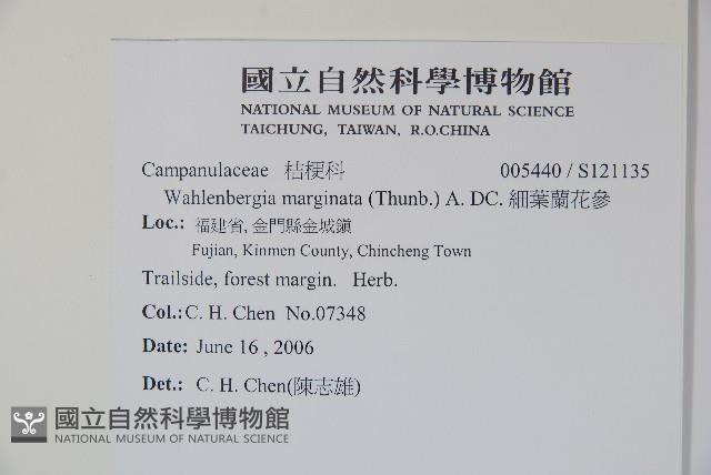 細葉蘭花參藏品圖，第2張