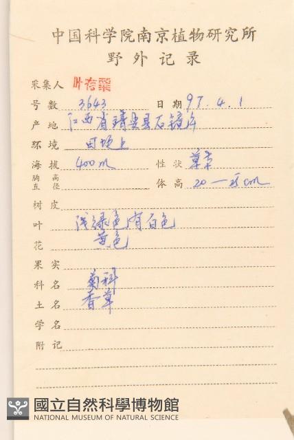 鼠麴草藏品圖，第2張