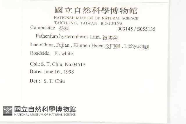 銀膠菊藏品圖，第2張