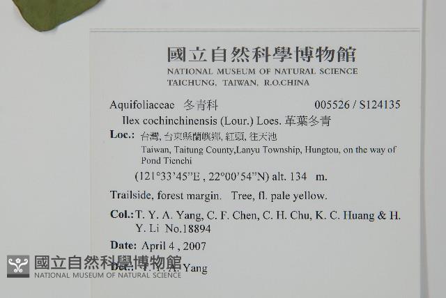 革葉冬青藏品圖，第2張