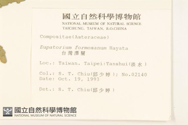 臺灣澤蘭藏品圖，第2張