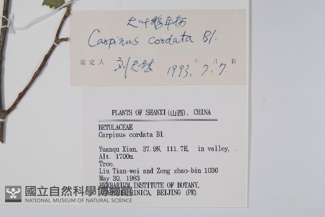 千金榆藏品圖，第2張