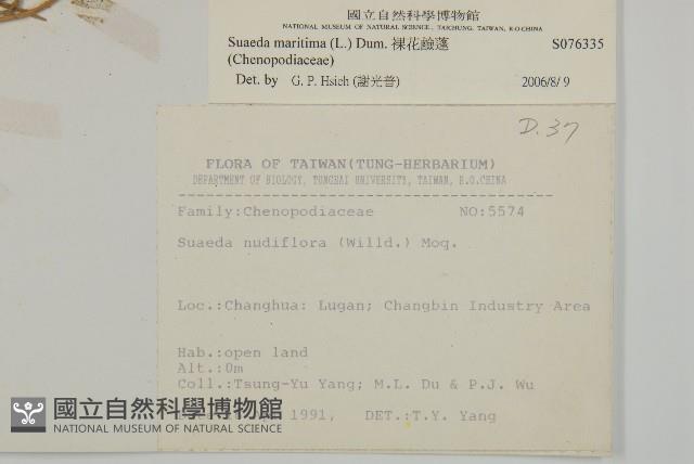 裸花鹼蓬藏品圖，第2張