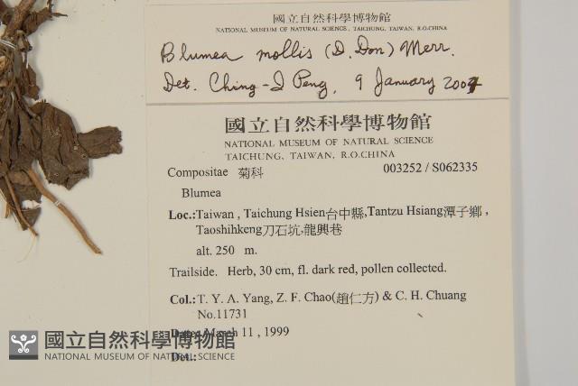 柔毛艾納香藏品圖，第5張