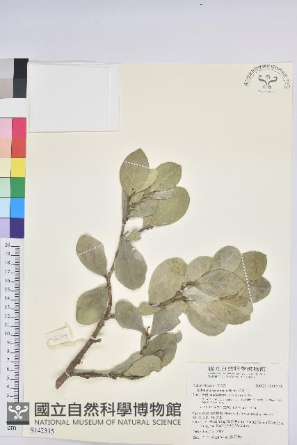 白樹仔藏品圖，第1張