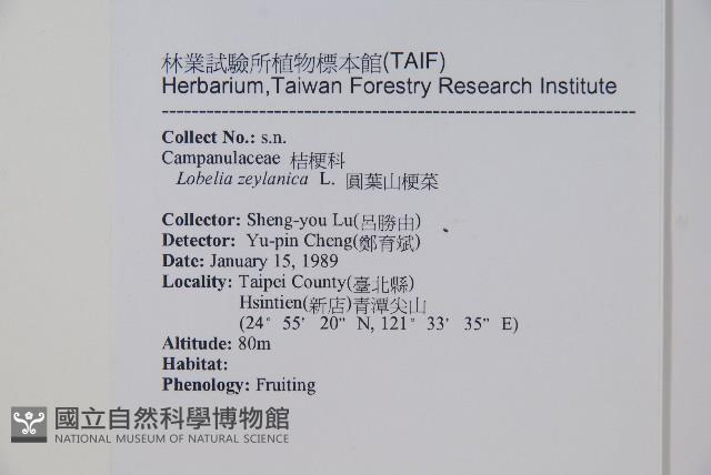 圓葉山梗菜藏品圖，第2張