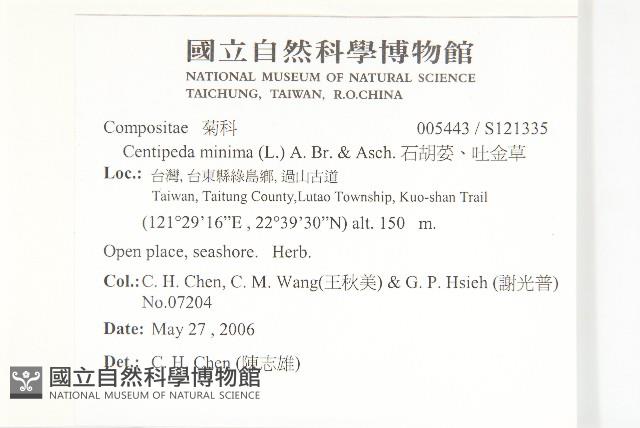 石胡荽、吐金草藏品圖，第2張