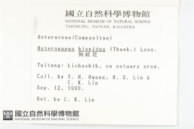 狗娃花藏品圖，第2張