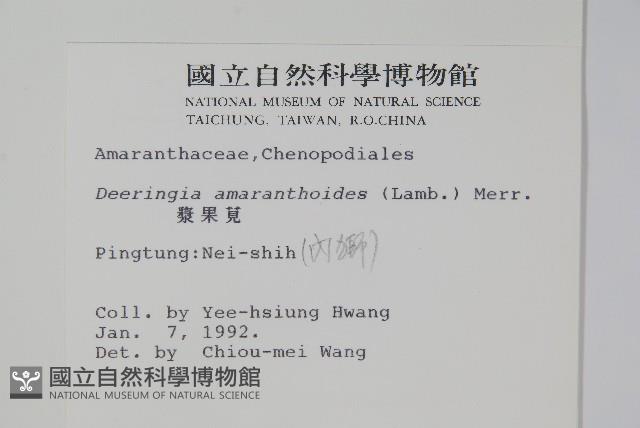 漿果莧、紐藤藏品圖，第2張